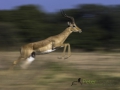Dynamic blur-13