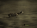 Dynamic blur-17