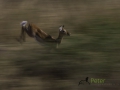 Dynamic blur-21