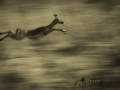 Dynamic blur-22