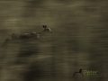 Dynamic blur-23