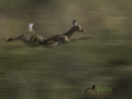 Dynamic blur-26