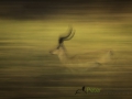 Dynamic blur-30