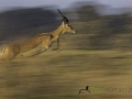 Dynamic blur-41