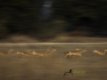 Dynamic blur-47