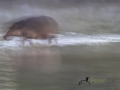 Dynamic blur-5