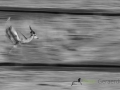 Dynamic blur-50