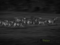 Dynamic blur-52