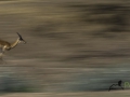 Dynamic blur-55