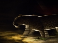 Dynamic blur-7