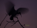 Dynamic blur-8
