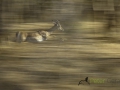 Dynamic blur-9