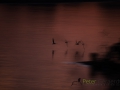 Dynamic blur-Skimmers