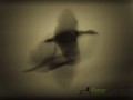 Dynamic blur_ Ducks