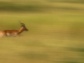 Impala