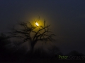 photogallery-322