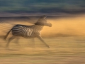 zebra_panning