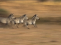 zebras panning