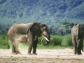 Elephants sand bathing