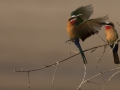 White fronted bee-eaters