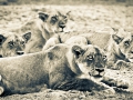 Lions hunting
