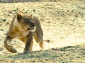 Lioness hunting