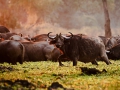 Buffalo at dawn