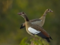 Egyptian goose