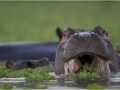 Hippo eating