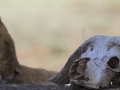 Buffalo skull
