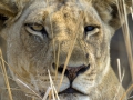 Lioness