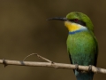 Swallow tailed bee-eater