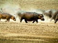 Hippos