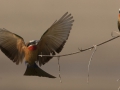 White fronted bee-eater