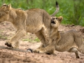 Lion cubs