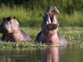 Hippo
