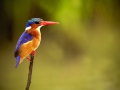 Malachite Kingfisher