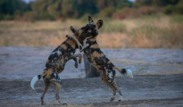 Dogs playful