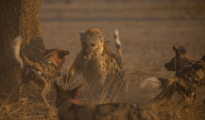 Fighting dogs