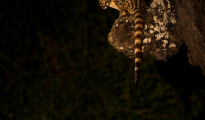Genet