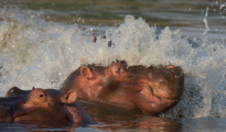 Hippo wave