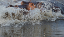 Hippo_splashing