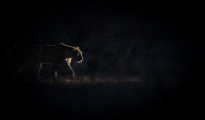 Leopard at night