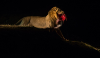 Lion draging prey