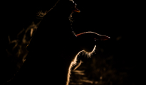 Lioness backlit