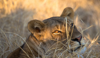 Lioness_light