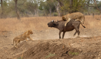 Lion & Buffalo
