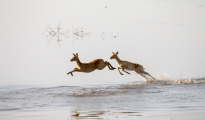 Pukus running