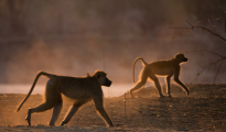 baboons at dawn