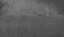 dog hunting kudu